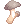 Edible Mushroom